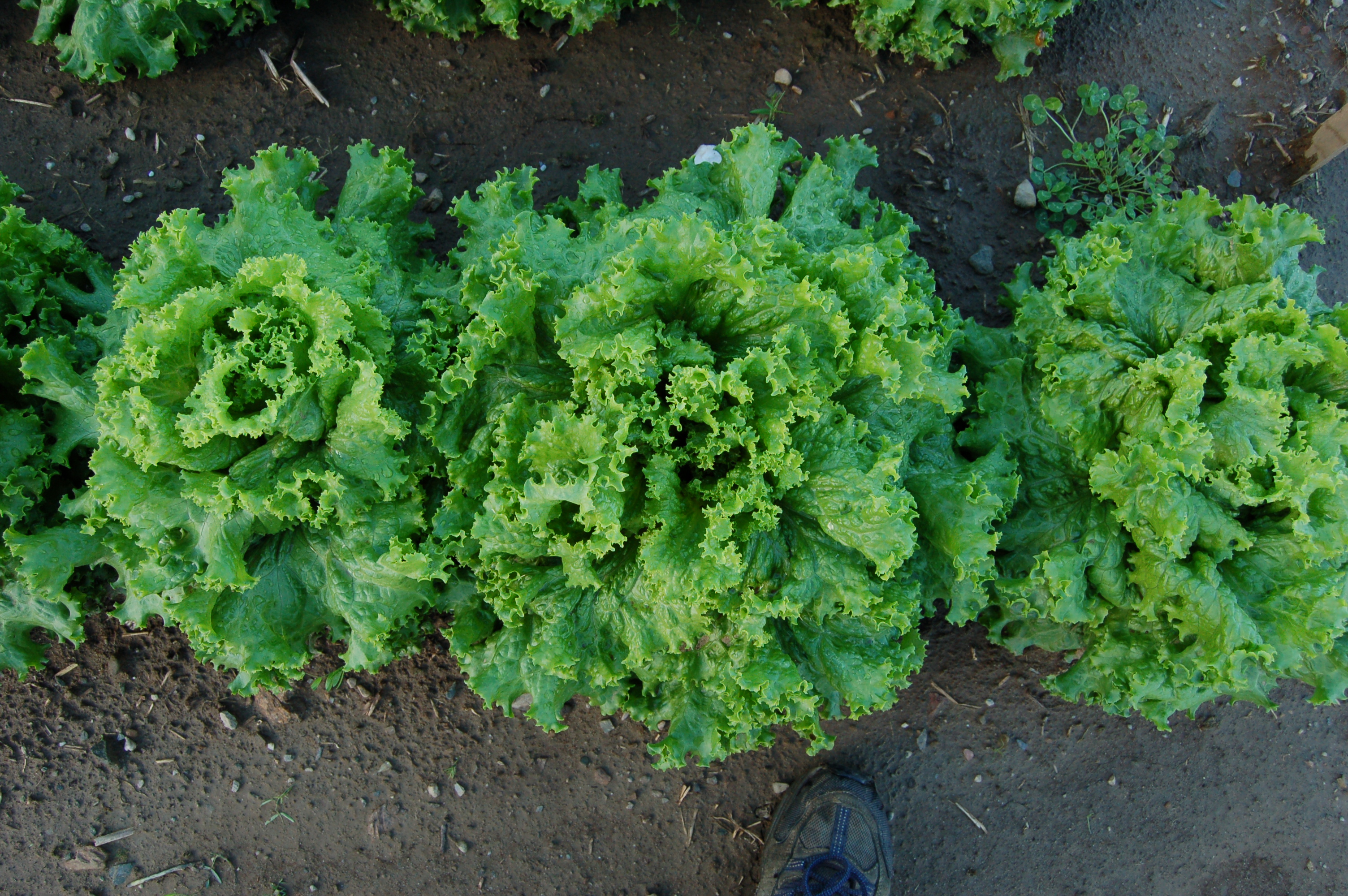 Organic Waldmann's,  Lactuca sativa   .100 grams